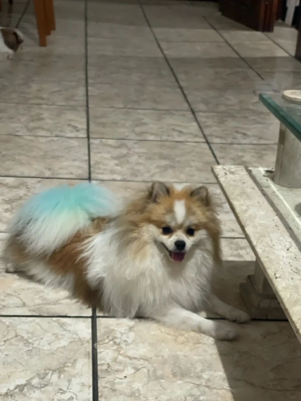 Spitz alemão anão para cruza  - Foto 2