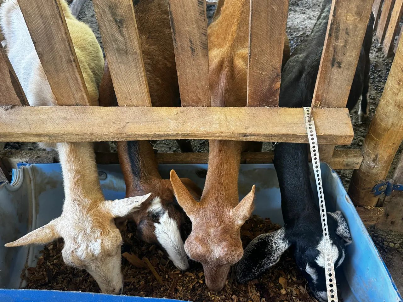 Cabras  - Foto 4