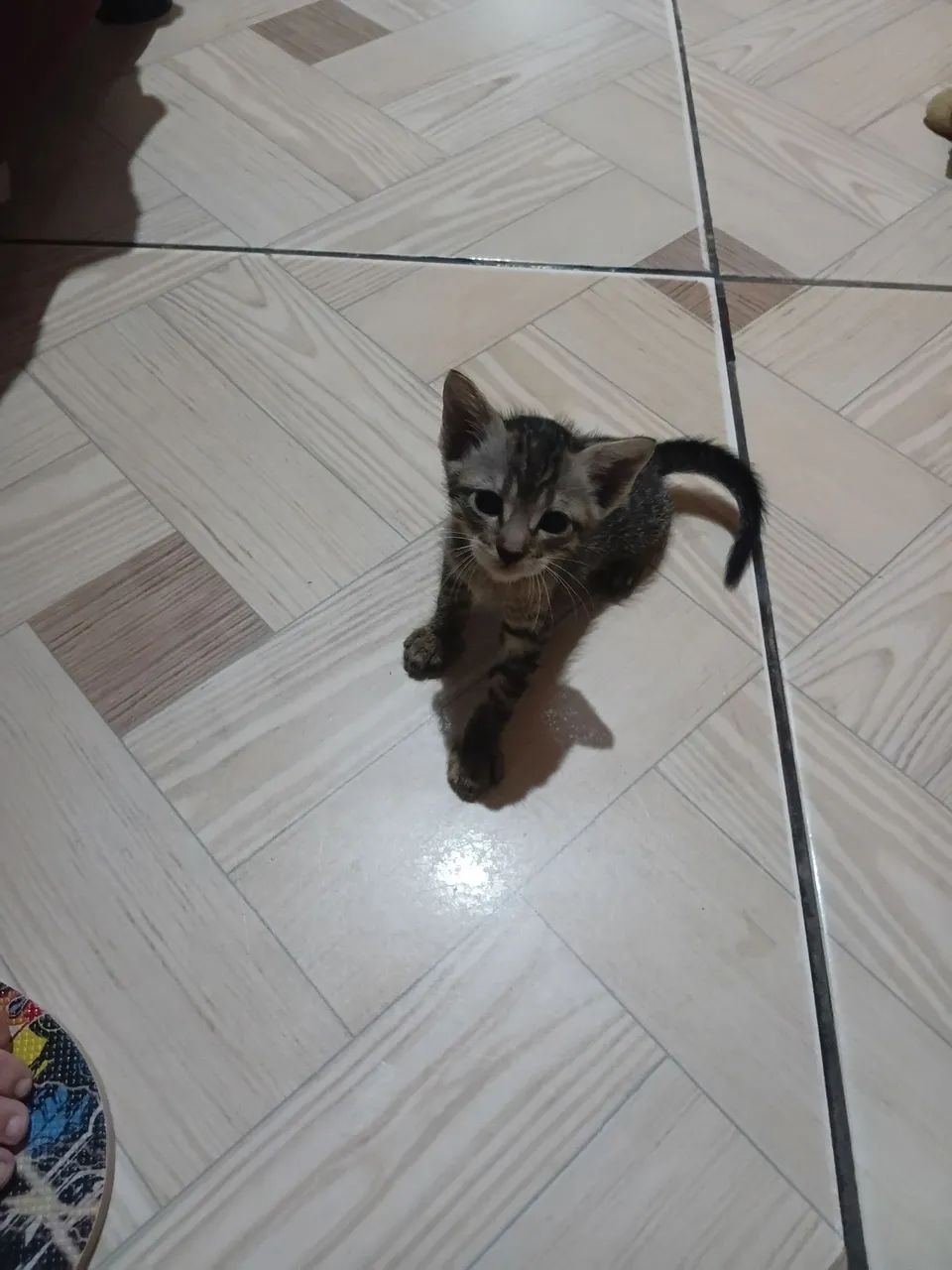 Gatinho pra adoção  - Foto 5
