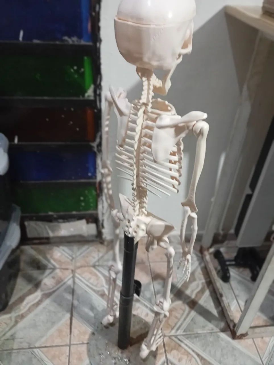 Caveira Corpo humano  - Foto 2