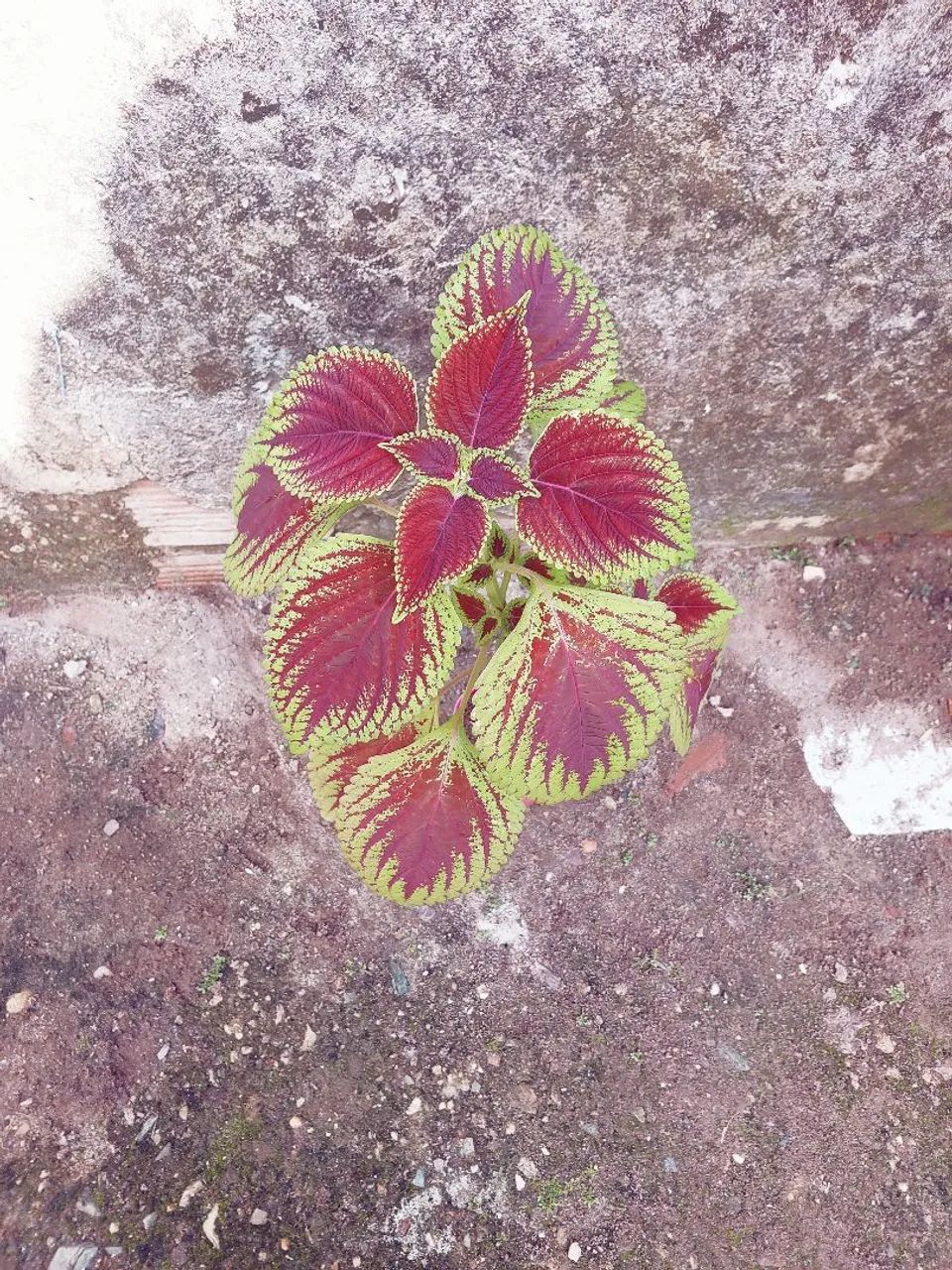 Planta coleus - Foto 4