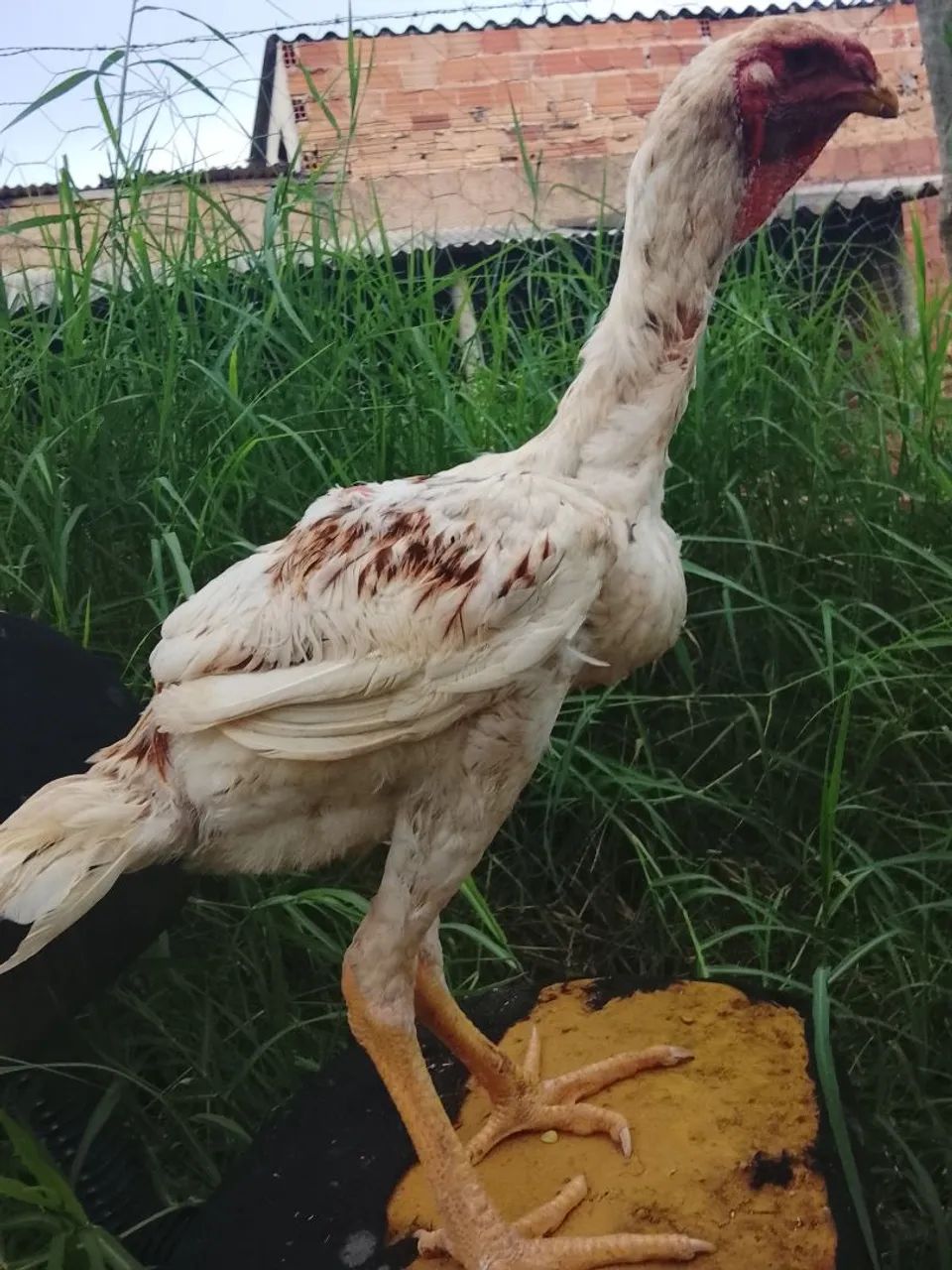 Índio gigante  - Foto 4