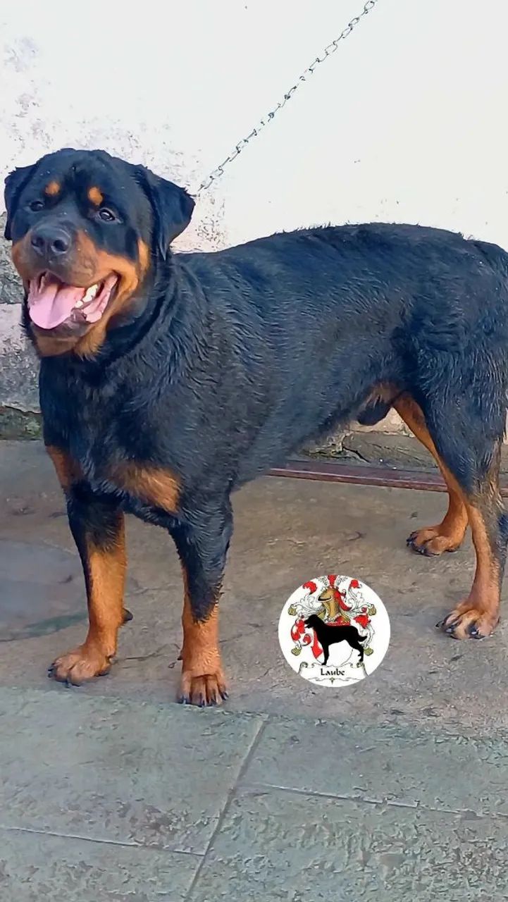 Casal/ rottweiler - Foto 4