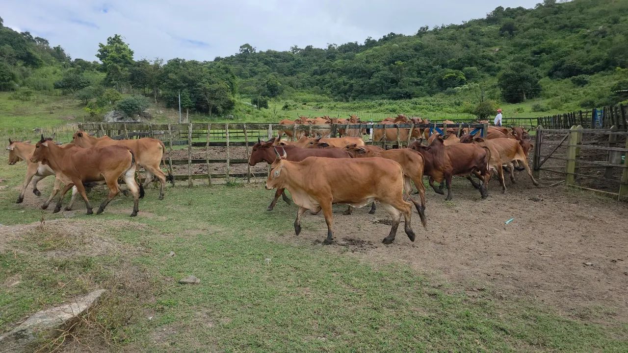 NOVILHA SINDI NEL PRENHA  - Foto 3