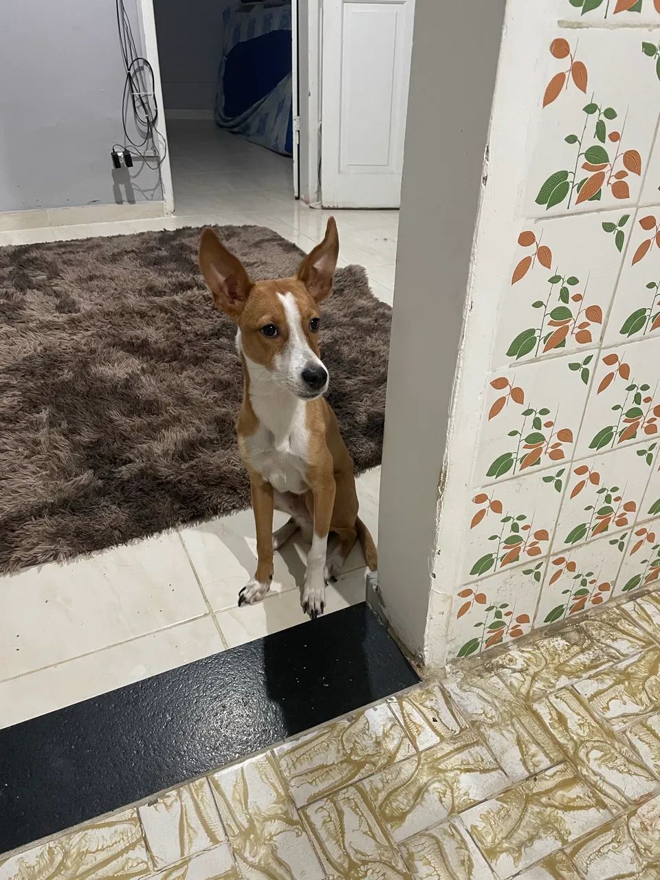 Doa-se cão dócil e amável  - Foto 3