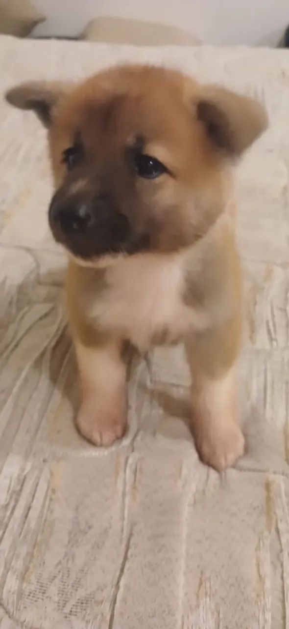 Akita Inu  - Foto 3