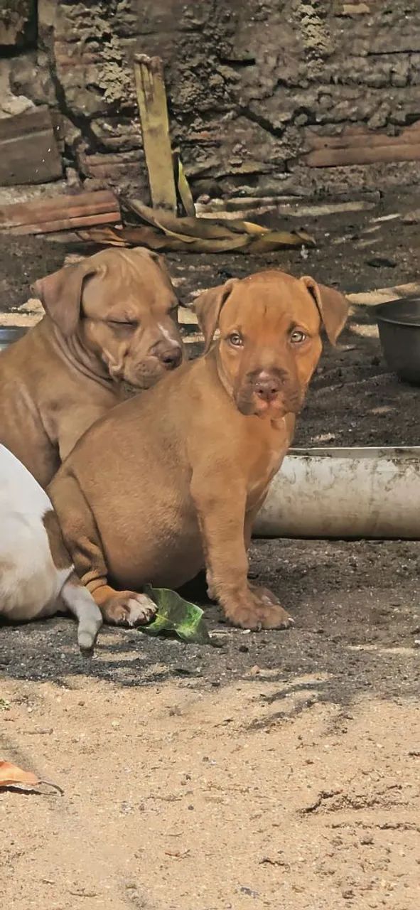 Filhotes de pitmonster com pedigree. - Foto 4