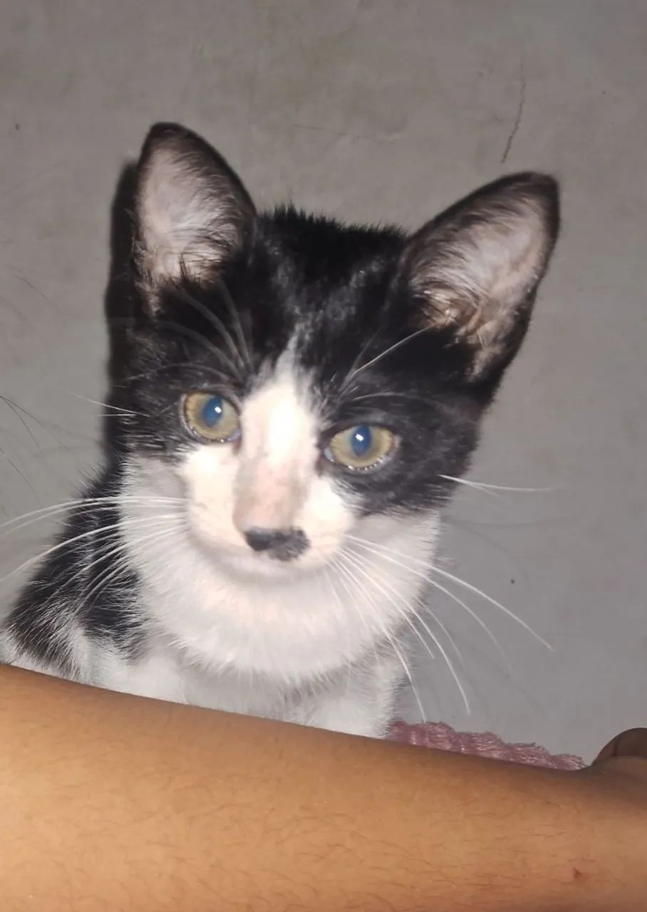 Doação de uma gata  - Foto 2