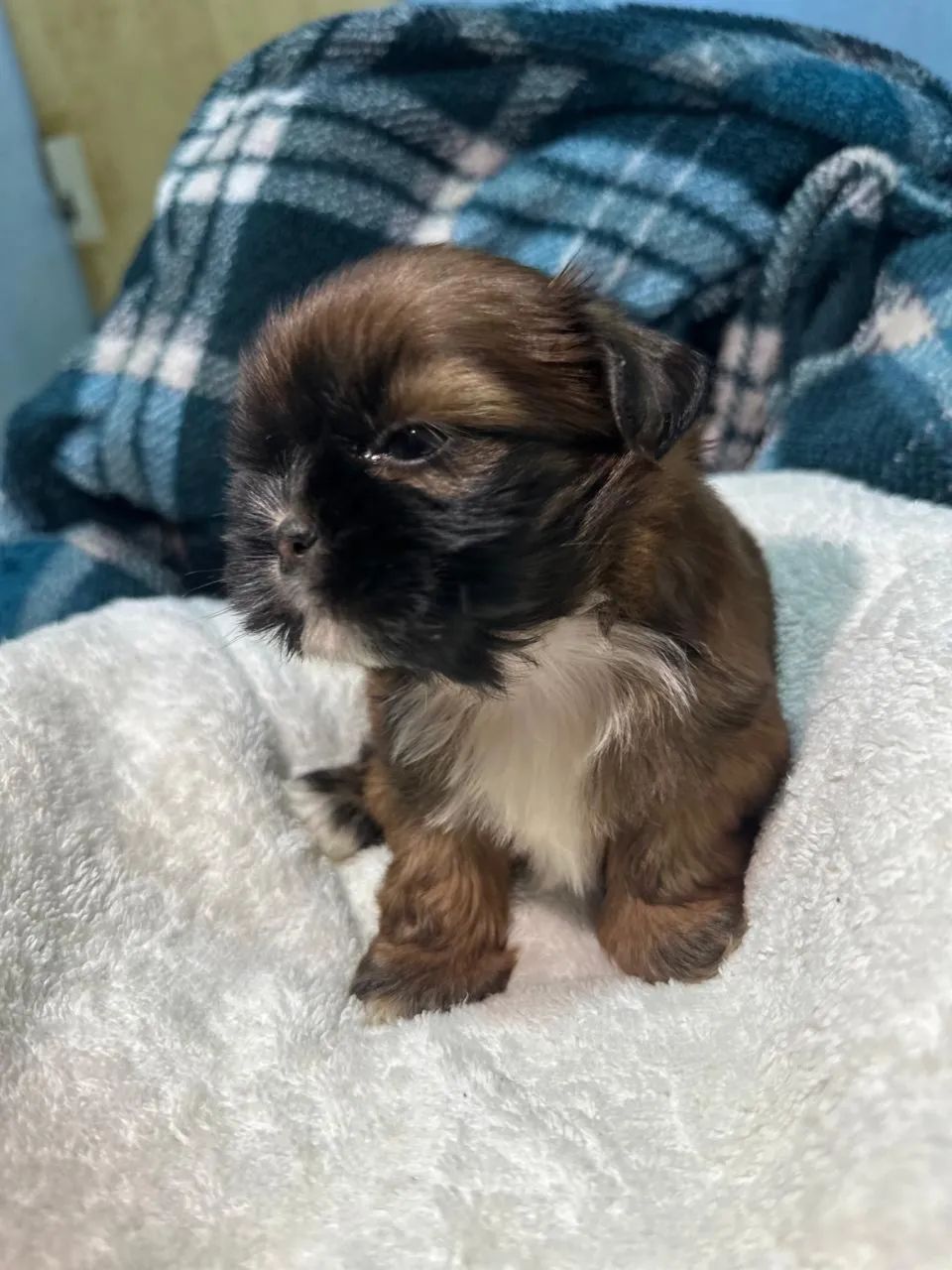 Filhote de shih-tzu - Foto 6
