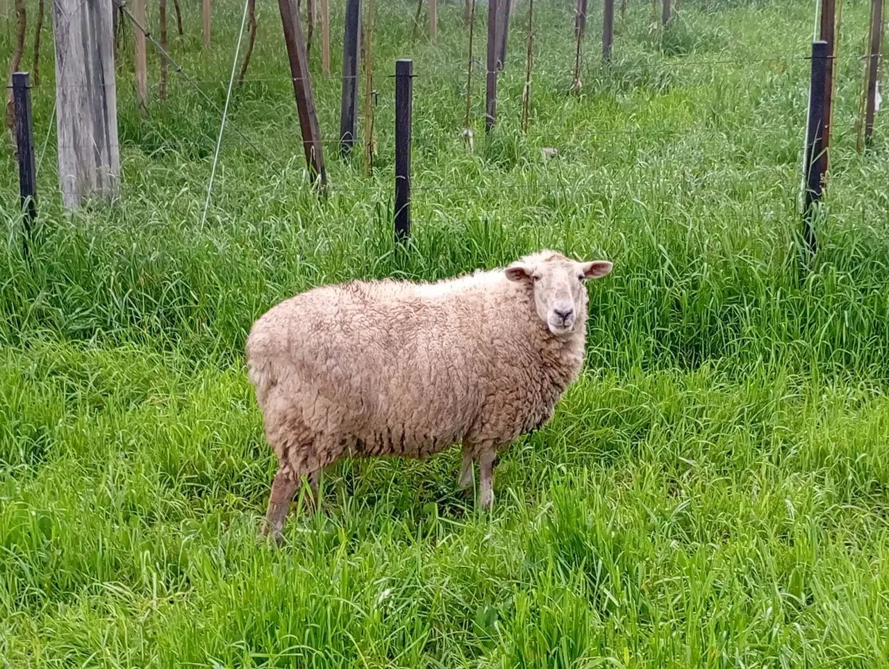 Ovelhas  - Foto 2