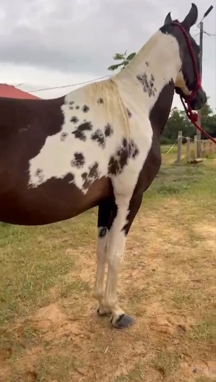 Briana VLA do Criatório RWS égua Mangalarga Paulista Homozigota  - Foto 5