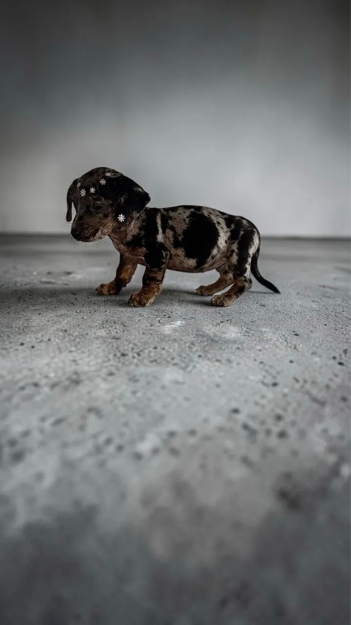 Fêmea de Daschund mini
