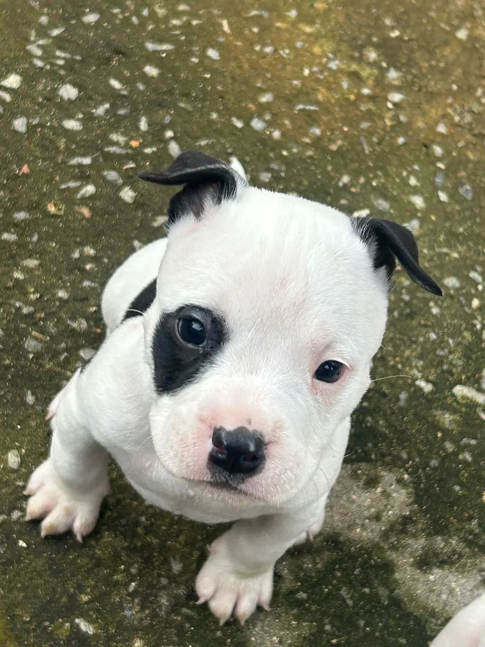 American Bully Fêmea  - Foto 2