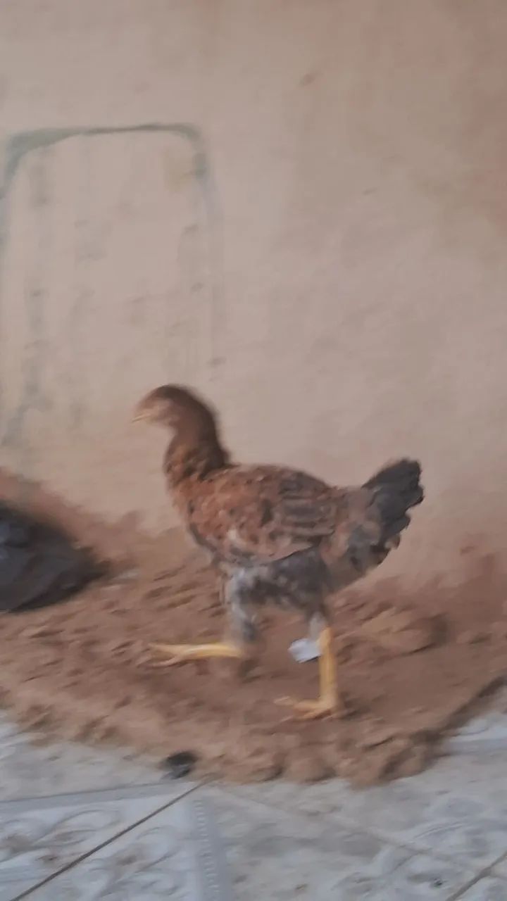 Galinhas e franginho
