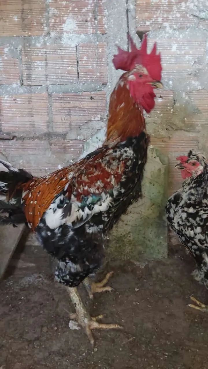 Pintinhos Galinha sertaneja balão GSB - Foto 3