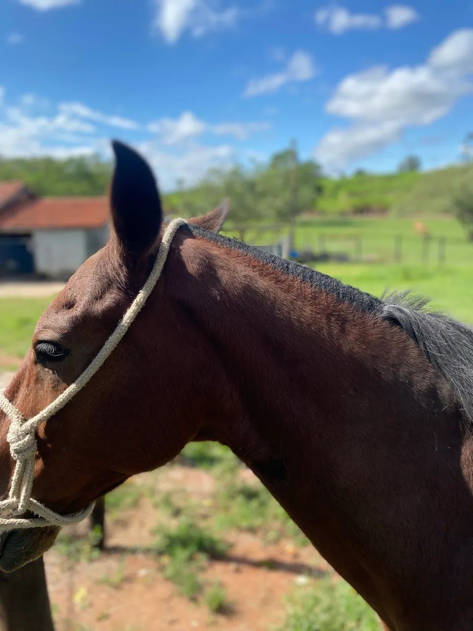 Cavalo a venda  - Foto 4