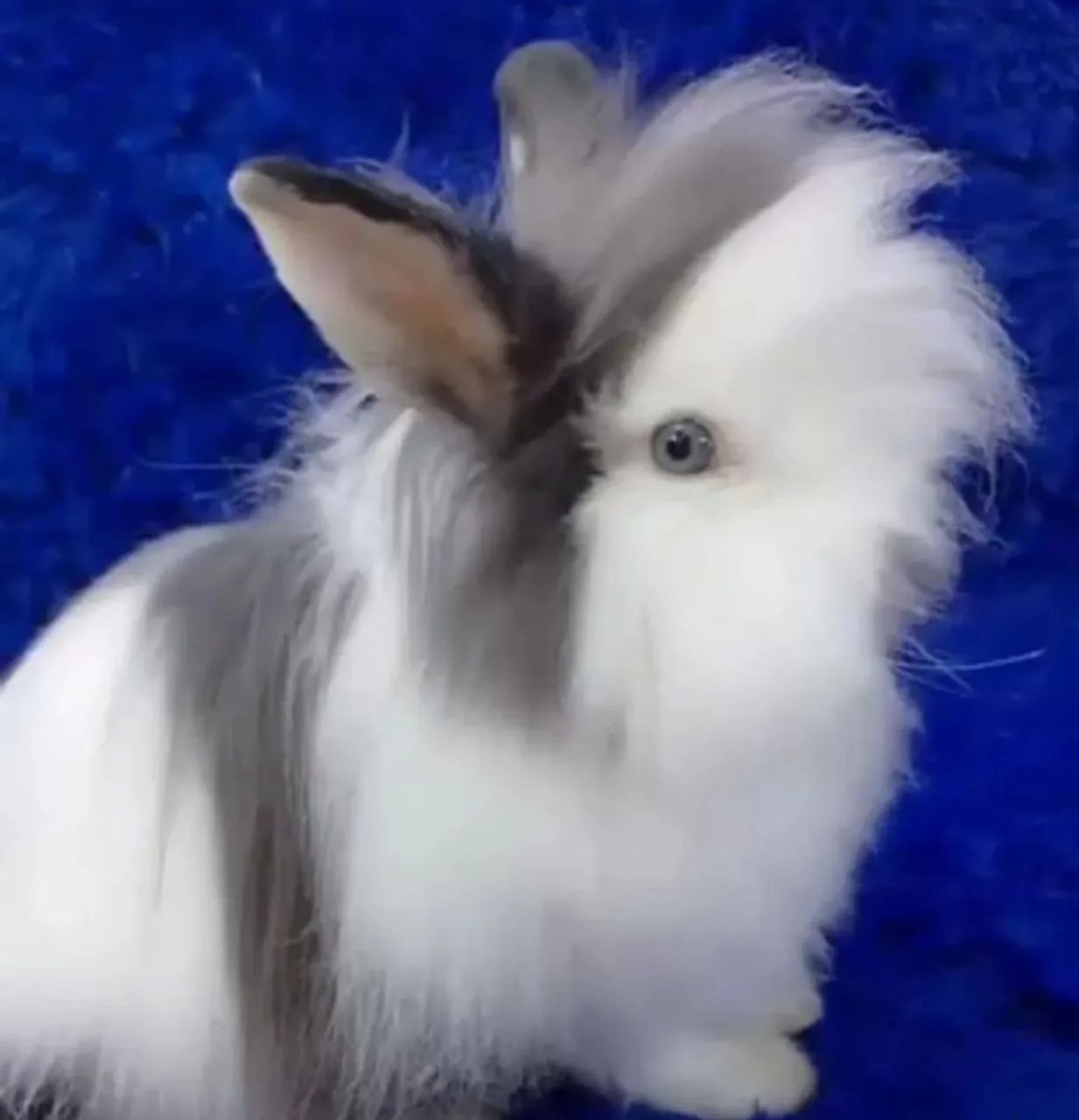 Os menores coelho do mundo (alto padrão) - Foto 2