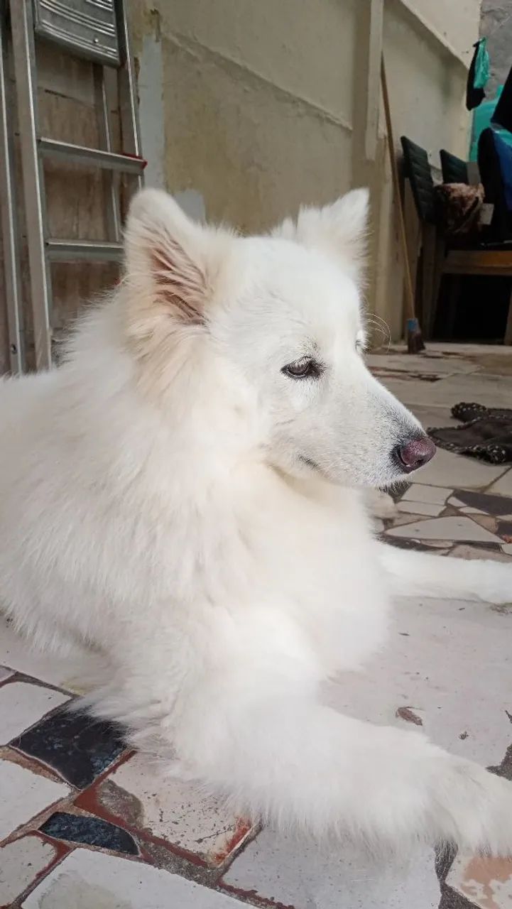 Procuro um cachorro macho da mesma raça pra minha cachorrinha  - Foto 2