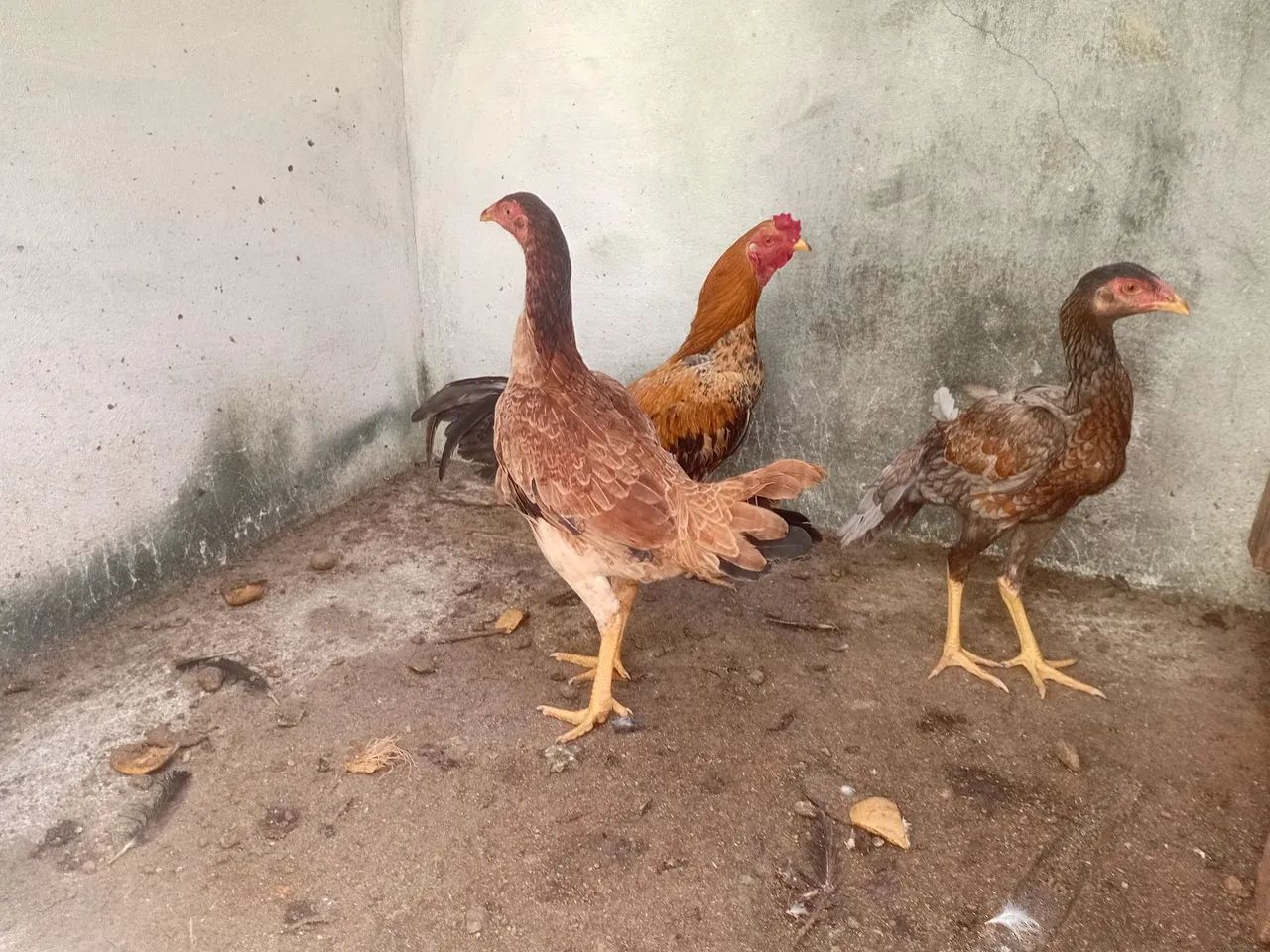 01 frango e 2 frangas caipira - Foto 4