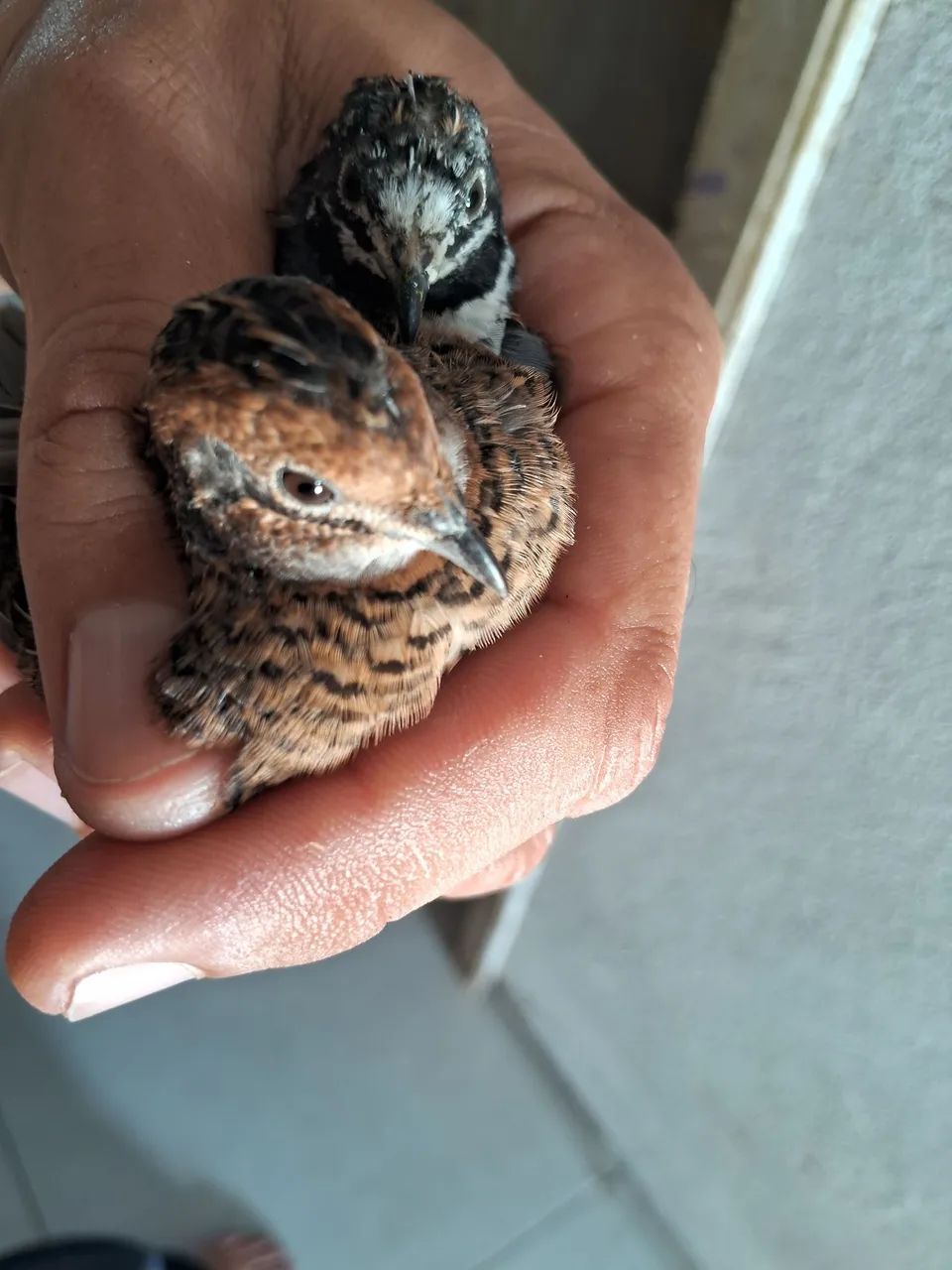 Codornas chinesas o casal