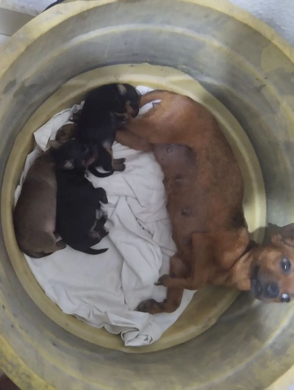 Pinscher 01 - Foto 2