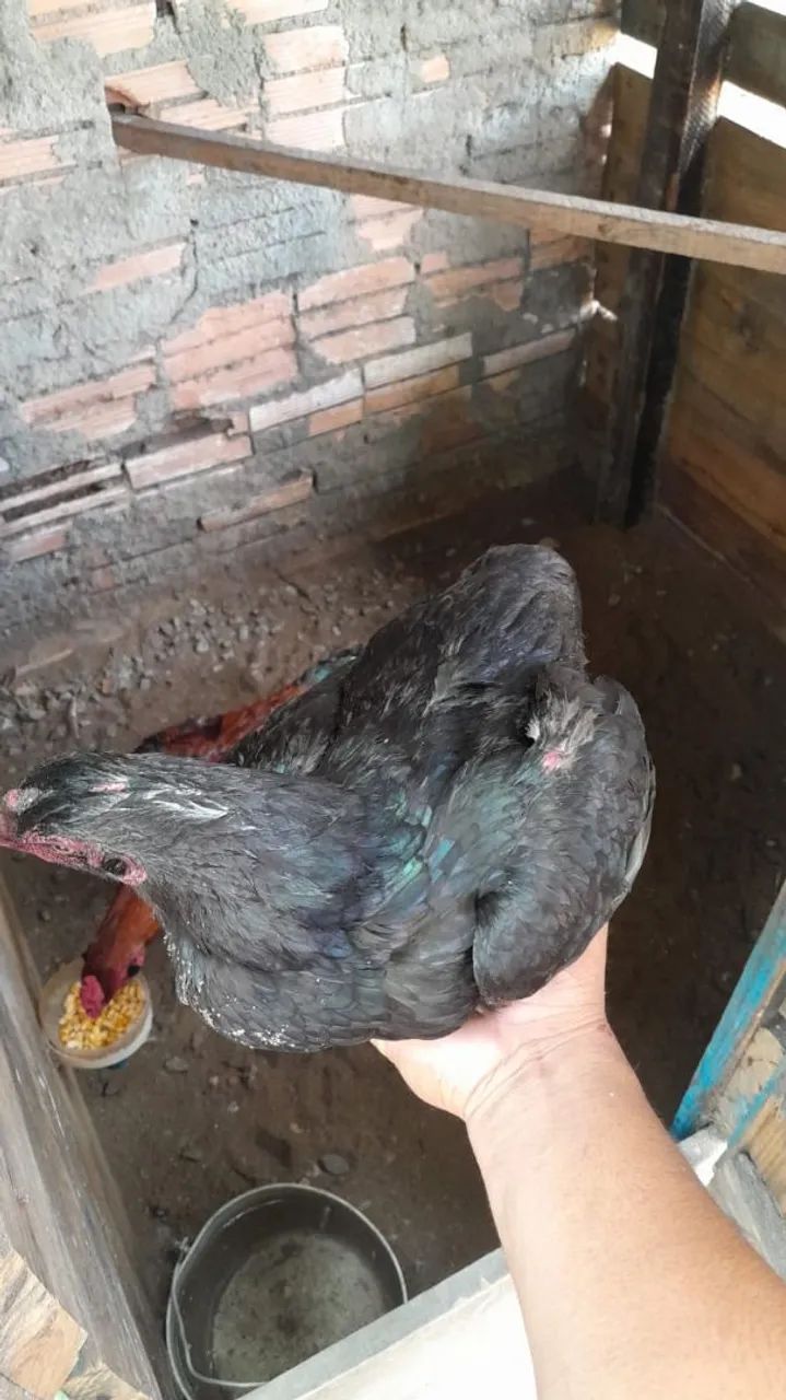 Galhinha carioca 