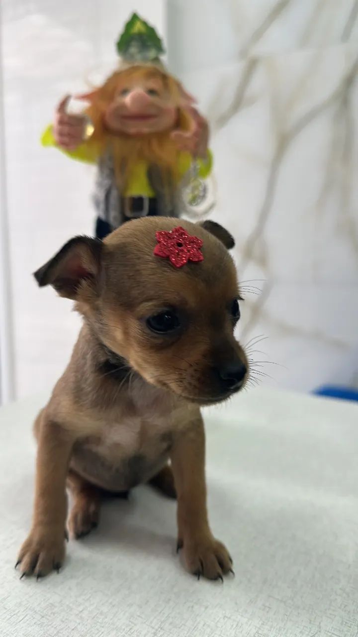 pinscher zero