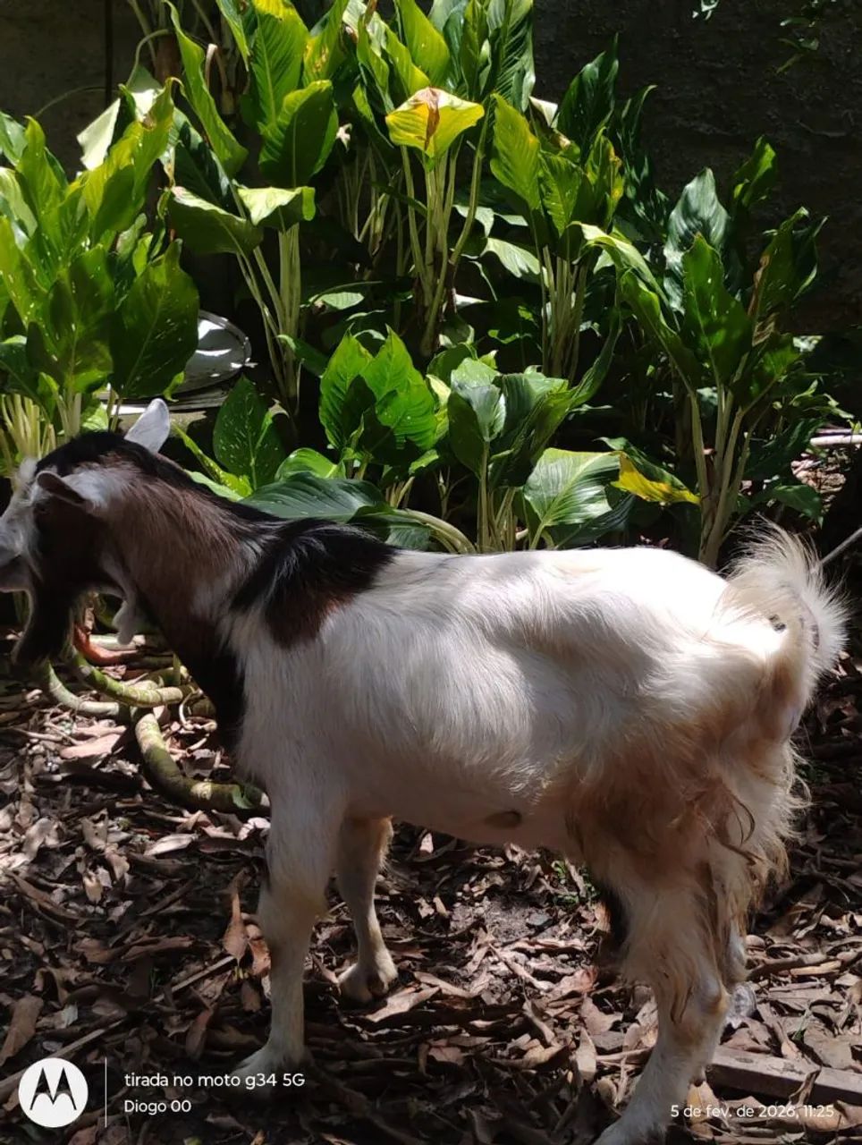 Cabra & Cabrito  - Foto 3