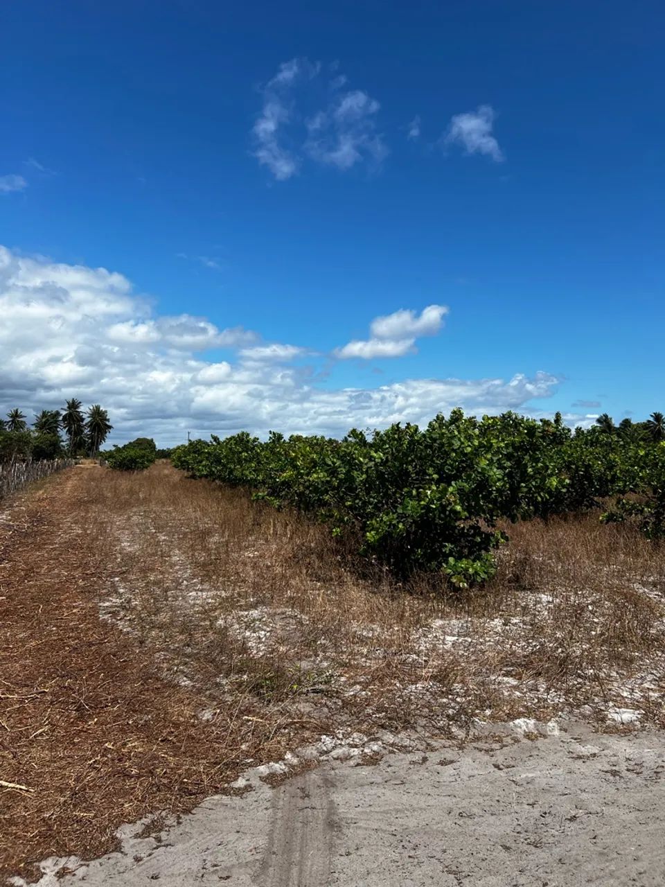 Vendo lotes em beberibe  - Foto 4