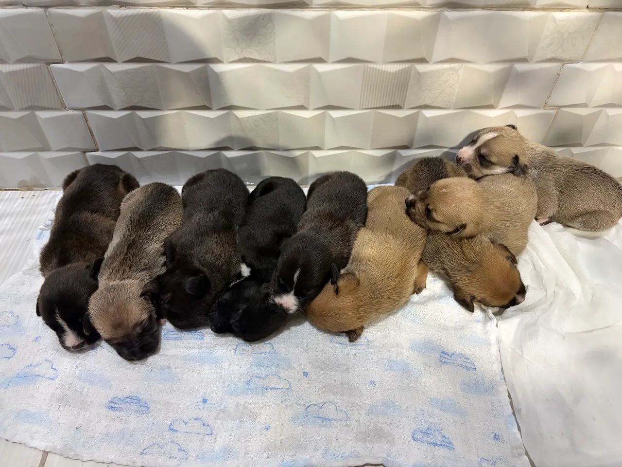 Cachorros para adoção - Foto 2