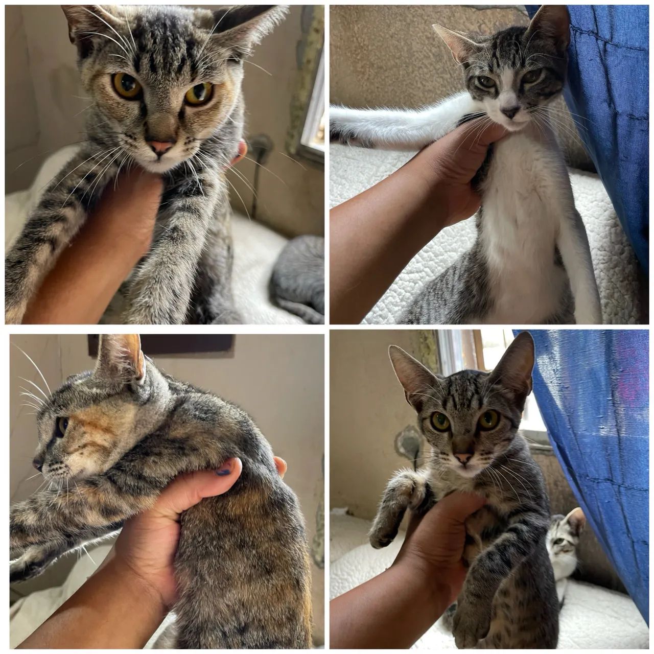 GATOS, PRA DOAÇÃO M CASTRADOS SOU DE FERRAZ ZL - Foto 5