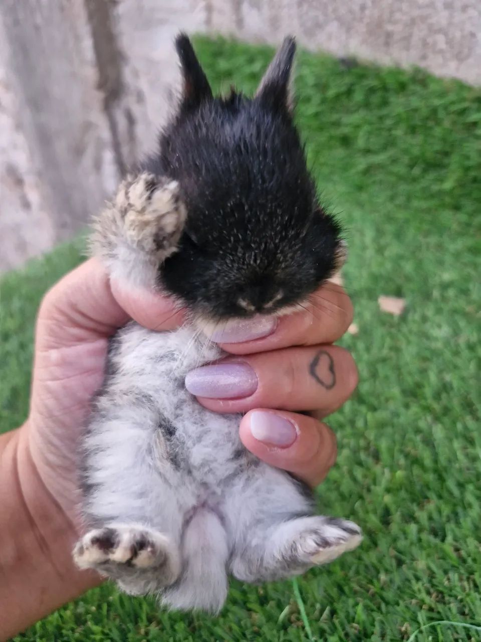 Mini coelhos disponíveis ?