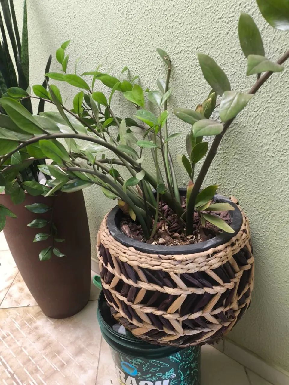 Planta japonesa  - Foto 4