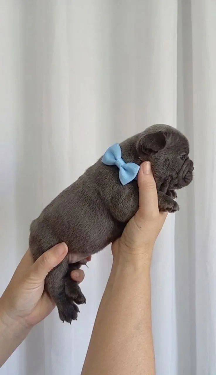 Bulldog Francês  - Foto 2