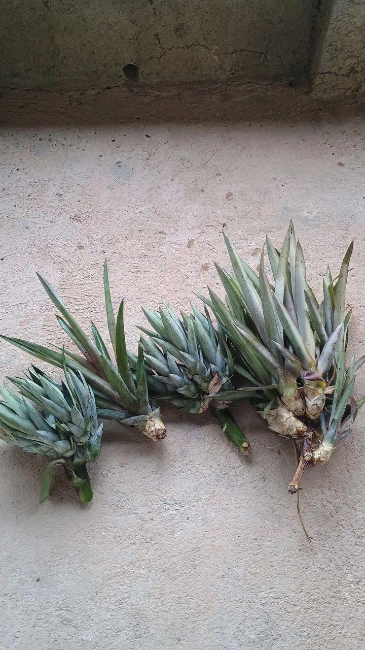 Mudas de abacaxis (flocos) - Foto 3