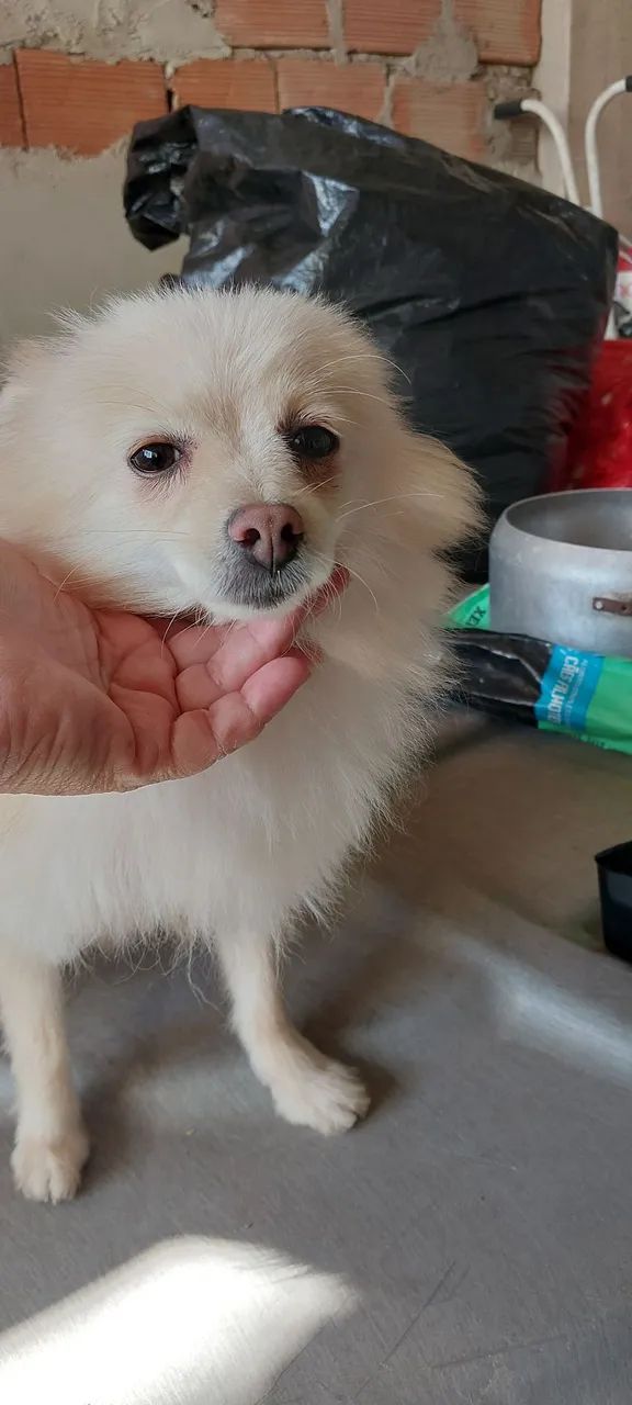 Lulu 