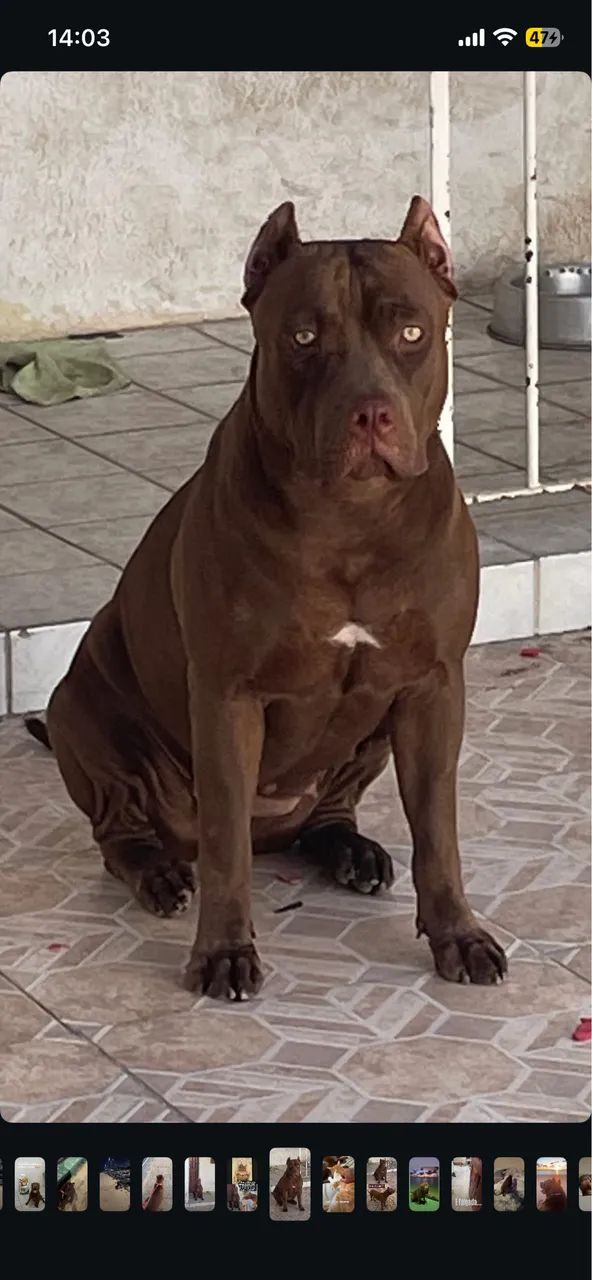 Pitmonster  - Foto 2
