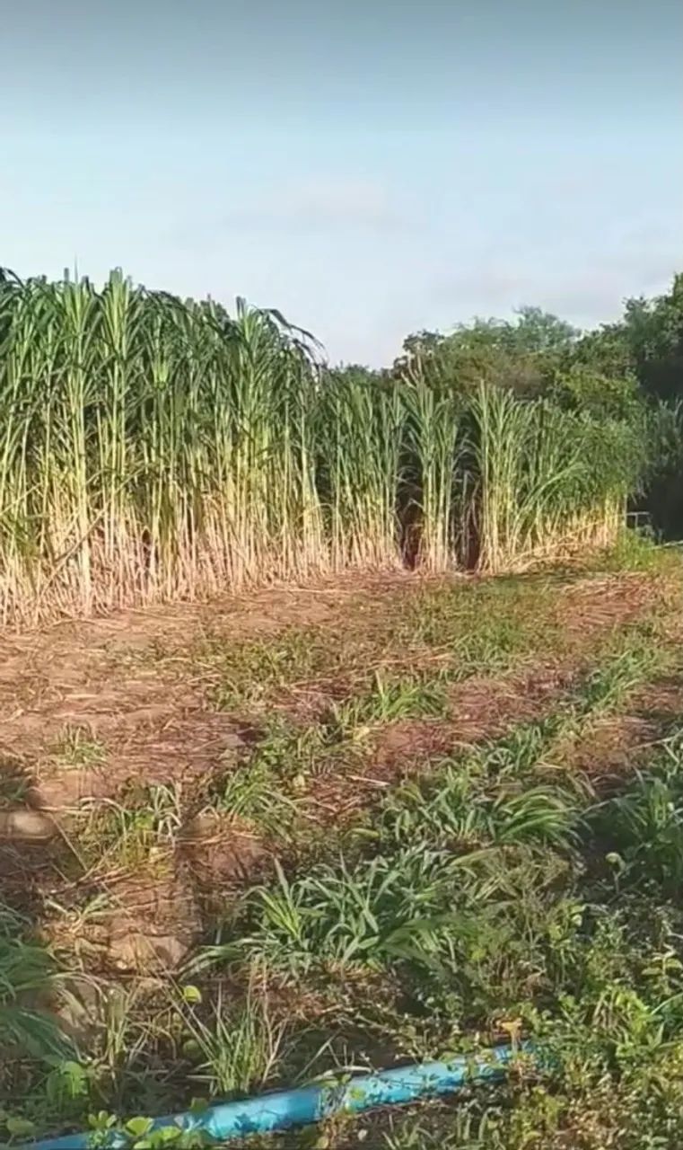 MUDAS DO BRS CAPIAÇU FALE COM O REI DO CAPIAÇU  - Foto 2