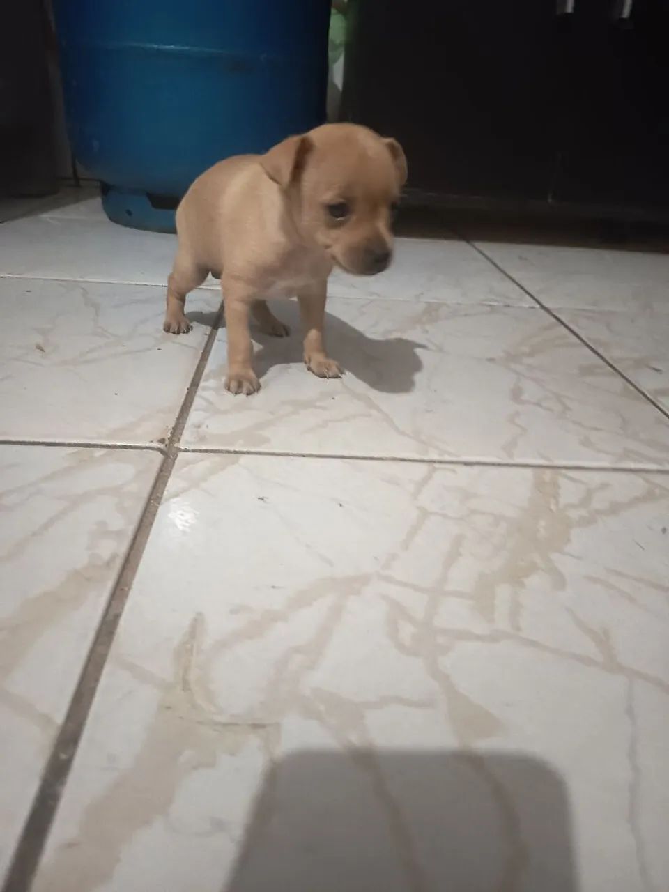 Pinscher  - Foto 4