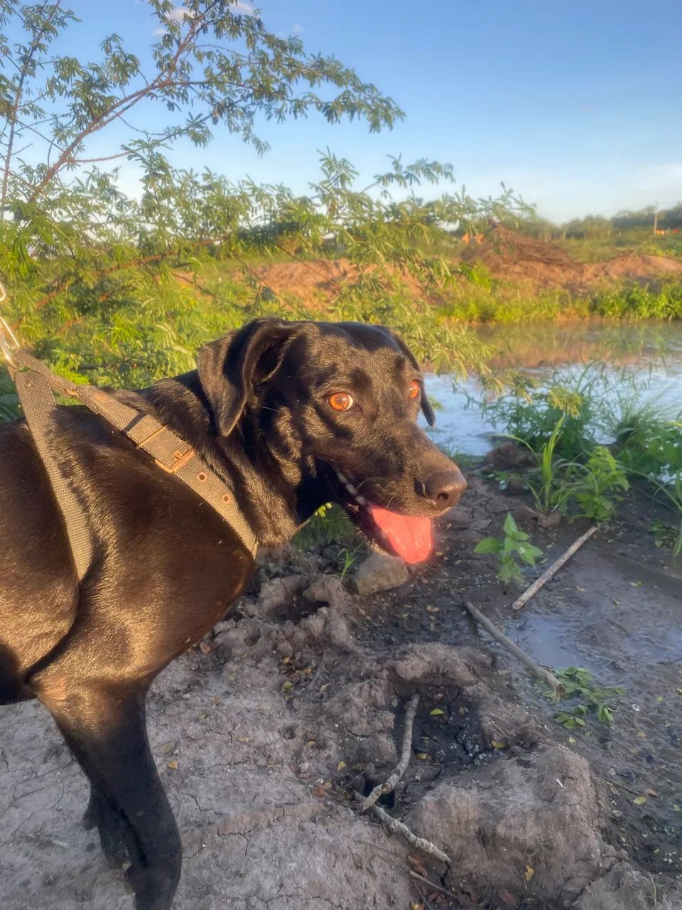 Passeadores de animais  - Foto 2
