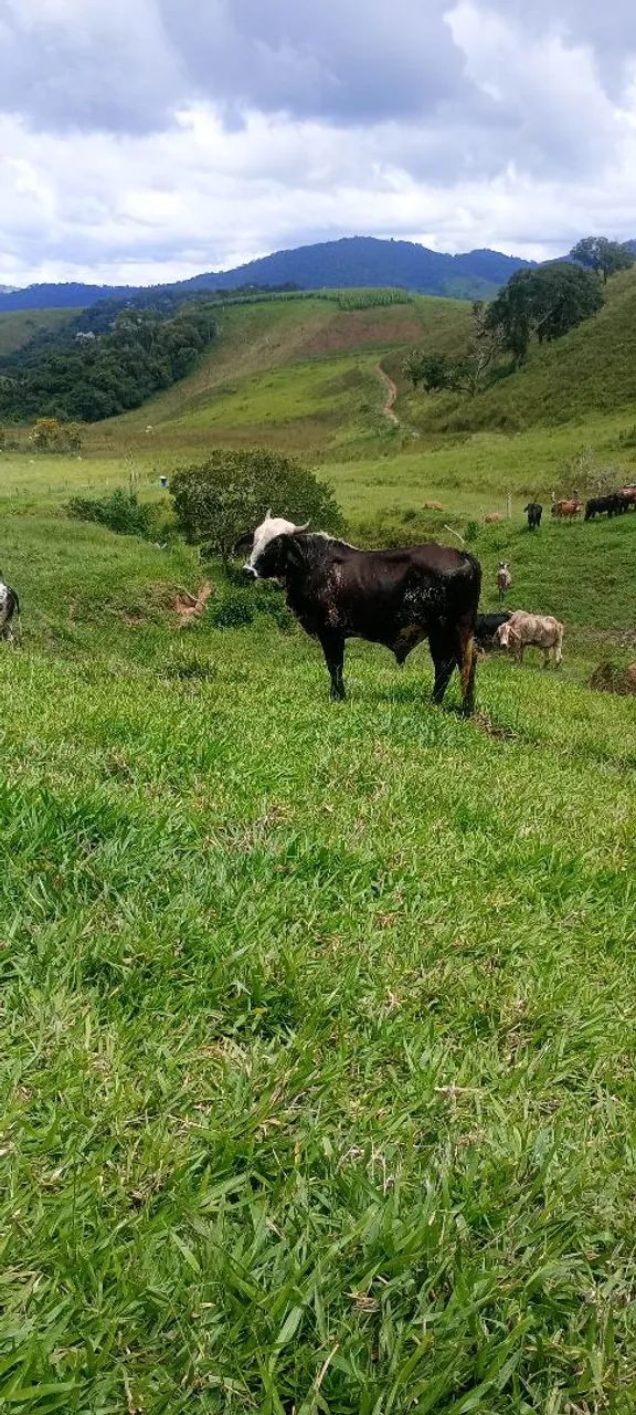 Touro garrote girolando top qualidade leiteiro itamonte mg - Foto 2