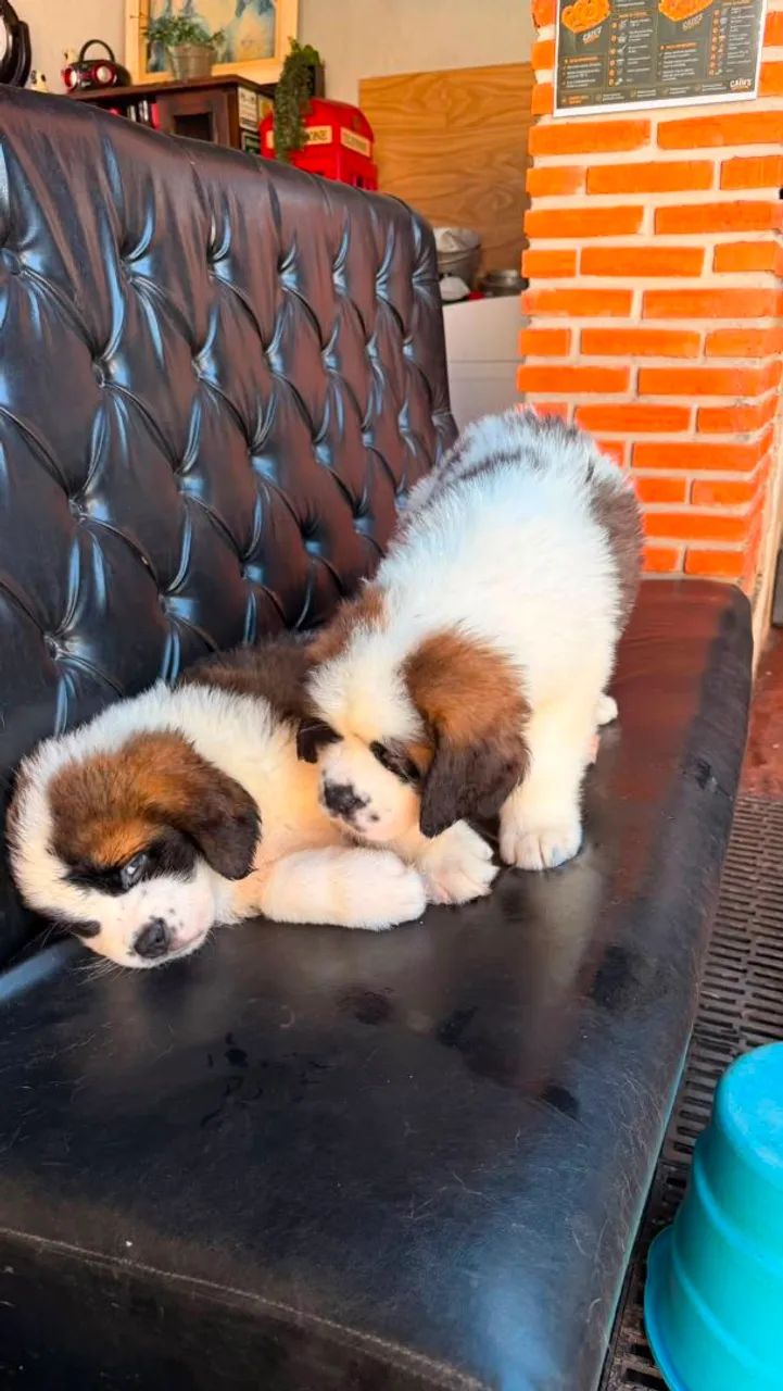 Comércio  de cachorro - Foto 3