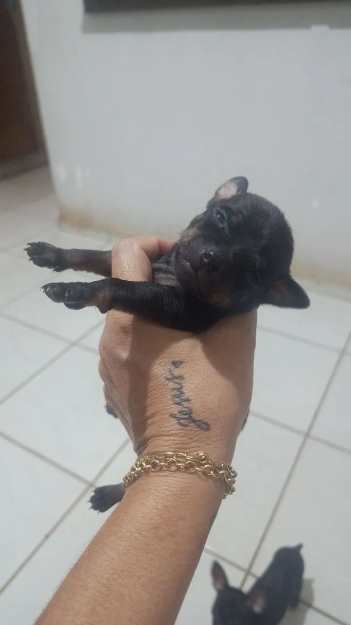 Vendo filhotes pinther  - Foto 4