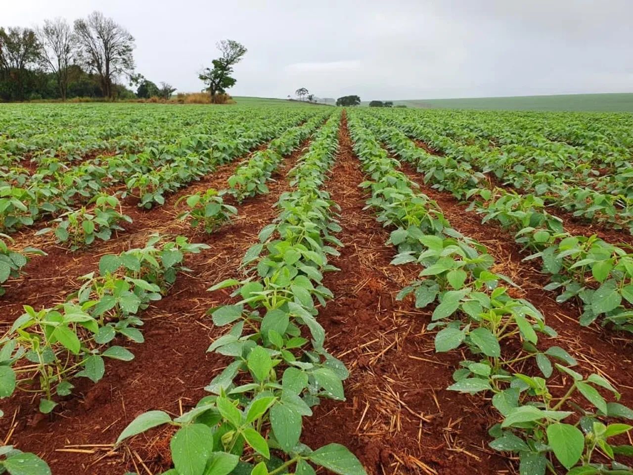 Fazenda com 877 Alqueires Norte do PR - Foto 2