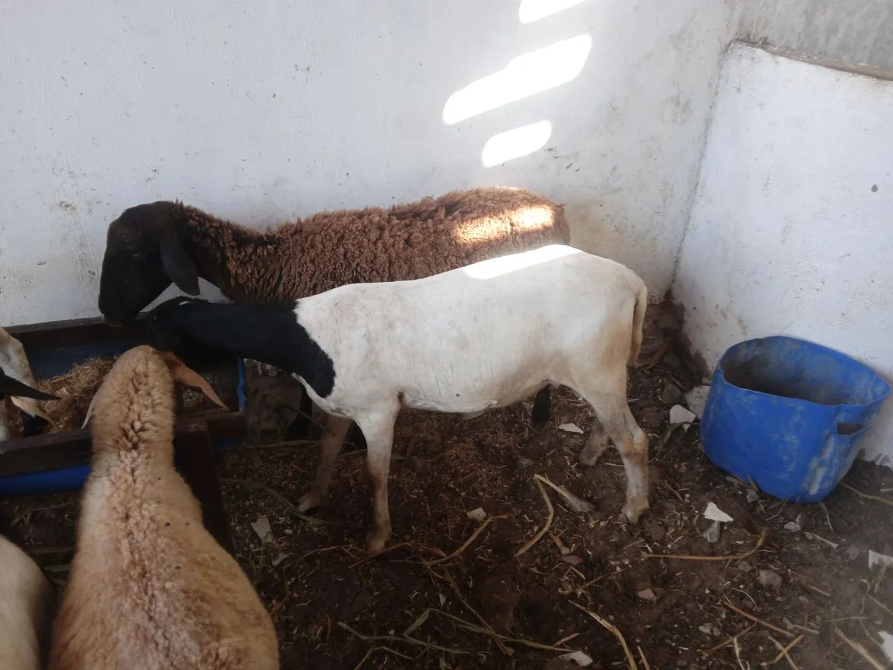 Ovelhas lote - Foto 3