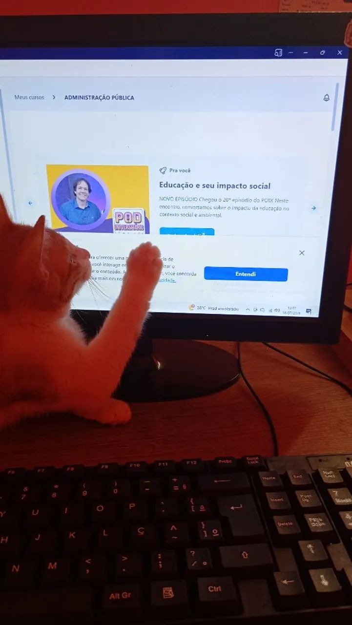 Gato laranja para adoção  - Foto 2