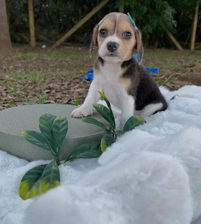 Beagle