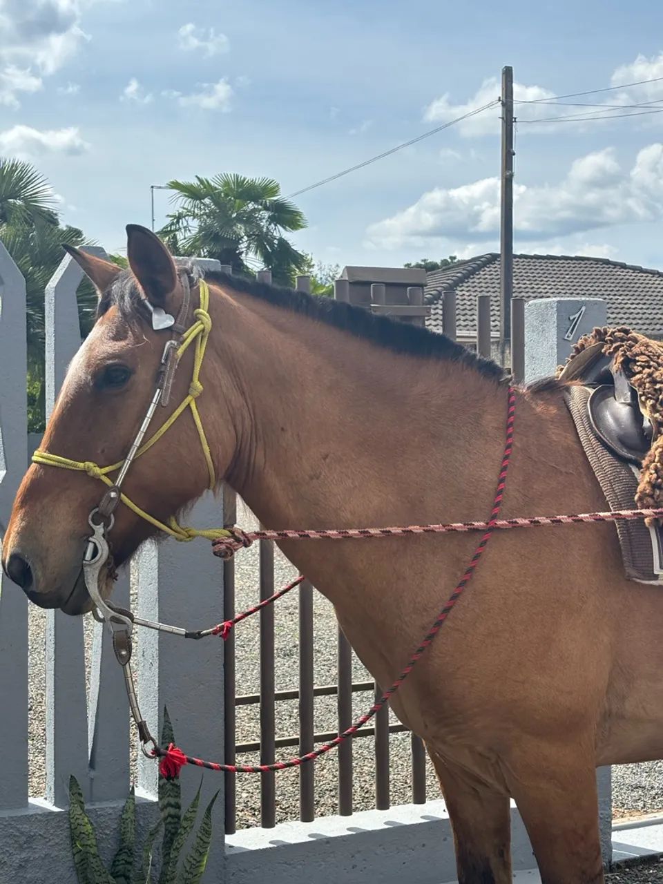 Cavalo Dócil Gateado  - Foto 2