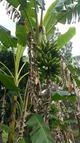Terreno em Guapimirim - Foto 4