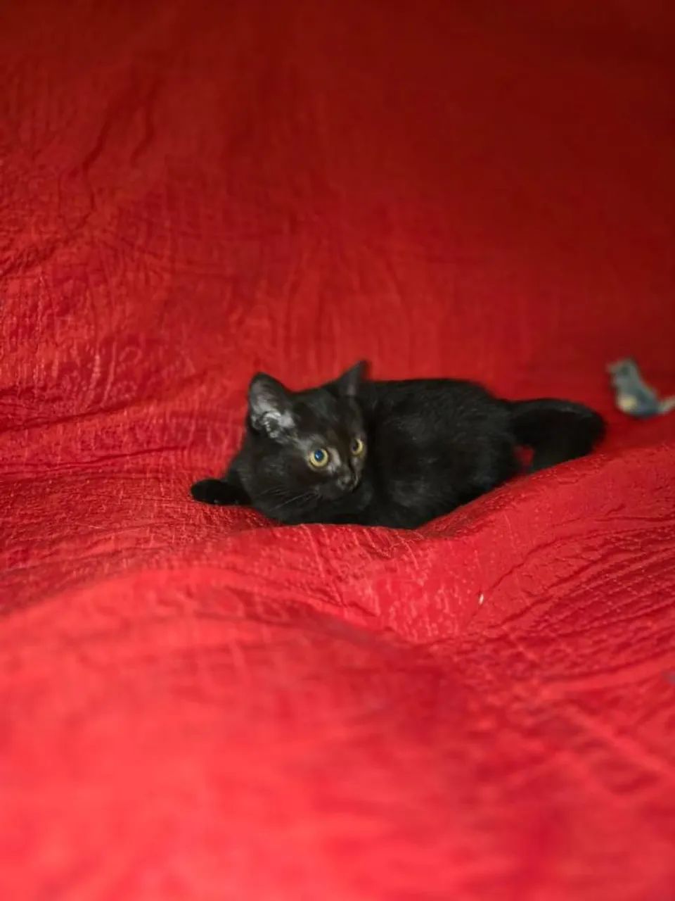 Munchking Middle Leg - Foto 4